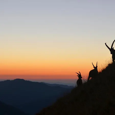 Haus Mellenbach * Mellau